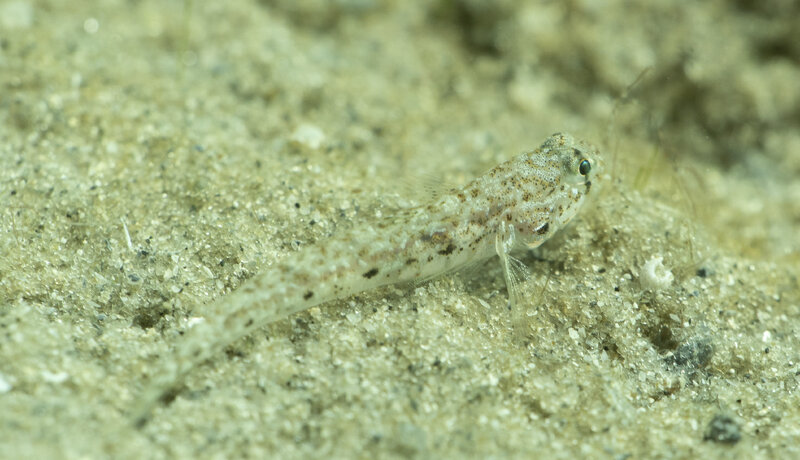 09-04-24 Dash Goby.jpg