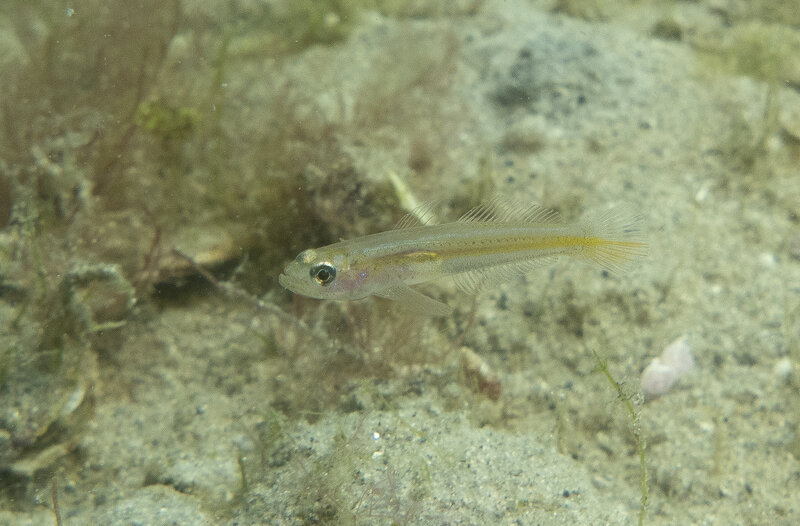 09-04-24 Seiminole Goby.jpg