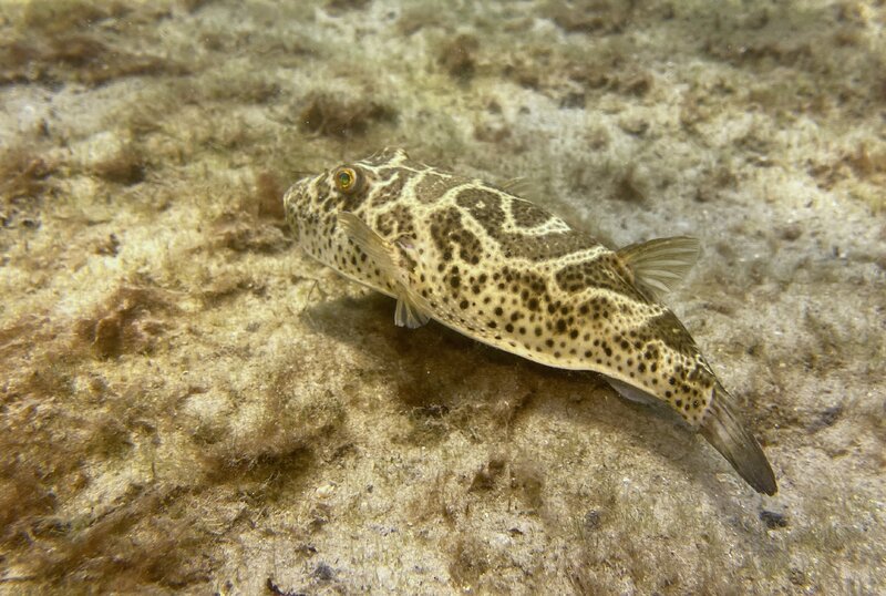 09-05-23 Checkered Puffer.jpg