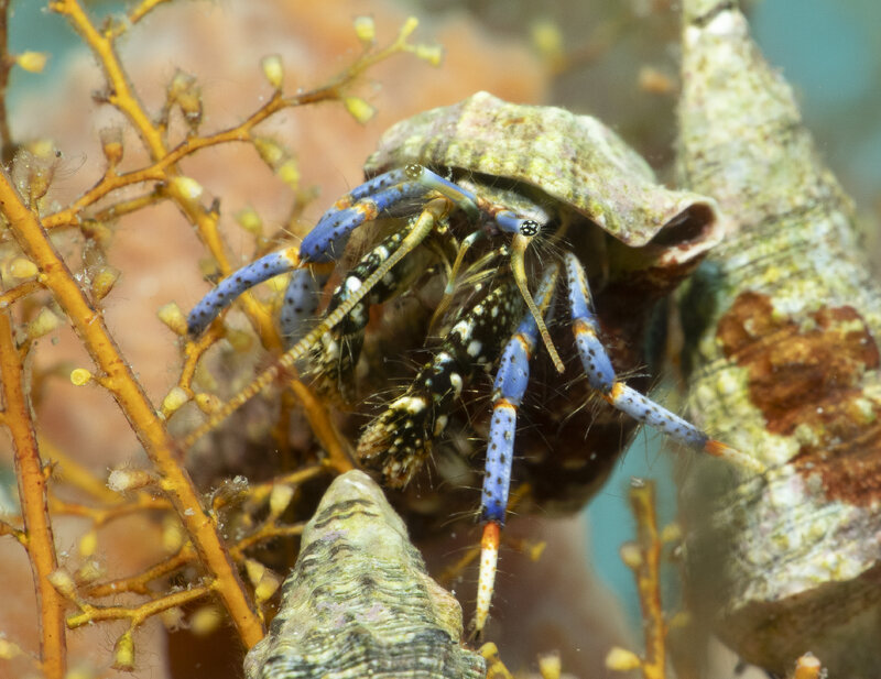 09-07-24 Blue Leg Hermit Crab.jpg