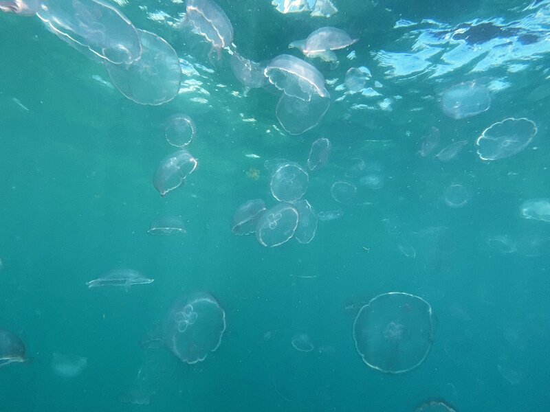 09-08-24 Moon Jelly.JPEG