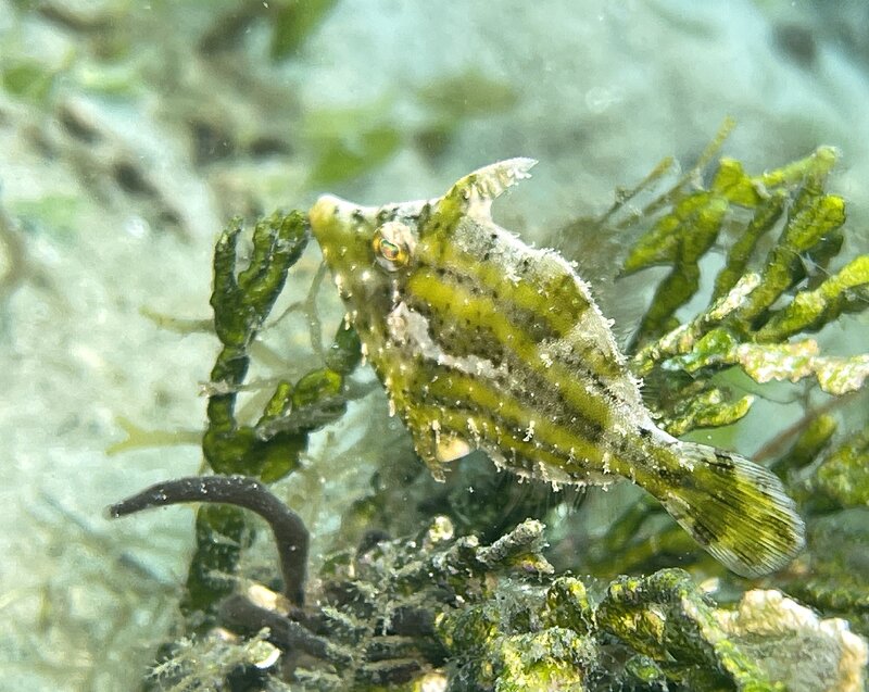 09-08-24 Slender Filefish.JPEG