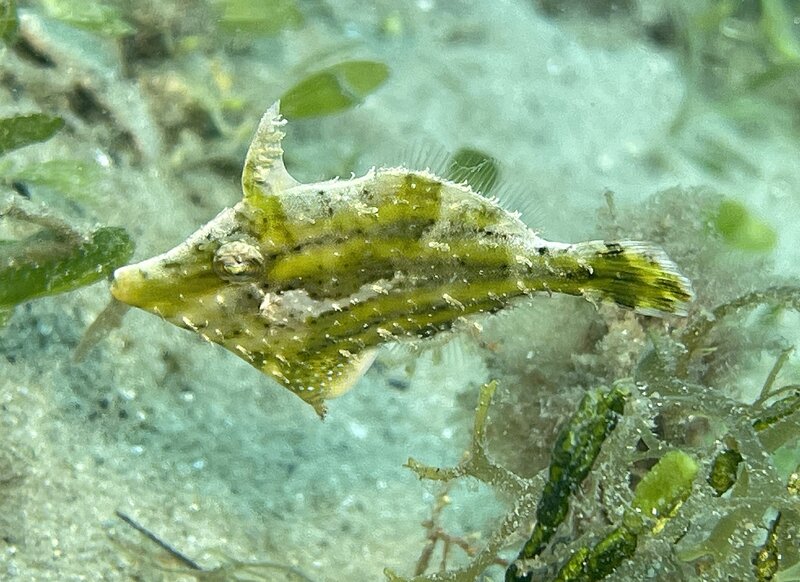 09-08-24 Slender Filefish1.JPEG