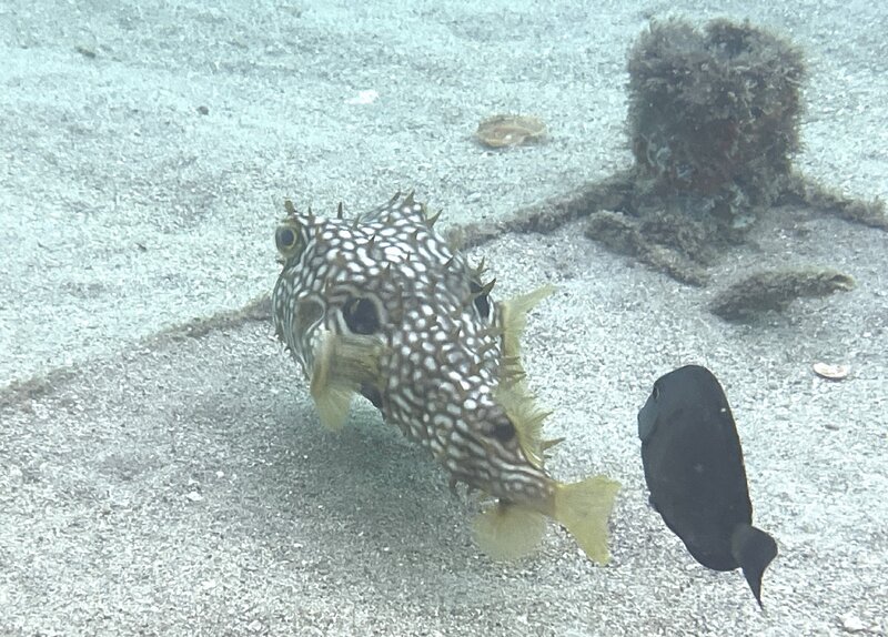 09-09-23 Web Burrfish.jpg