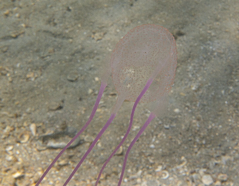 09-09-24 Atlantic Box Jelly.jpg