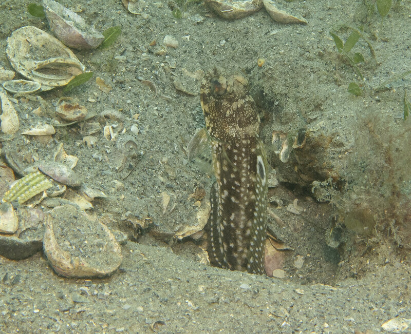 09-09-24 Spotfin Jawfish.jpg