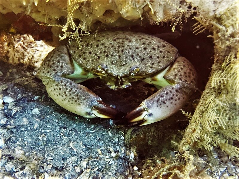 09-13-22 Stone Crab.jpeg