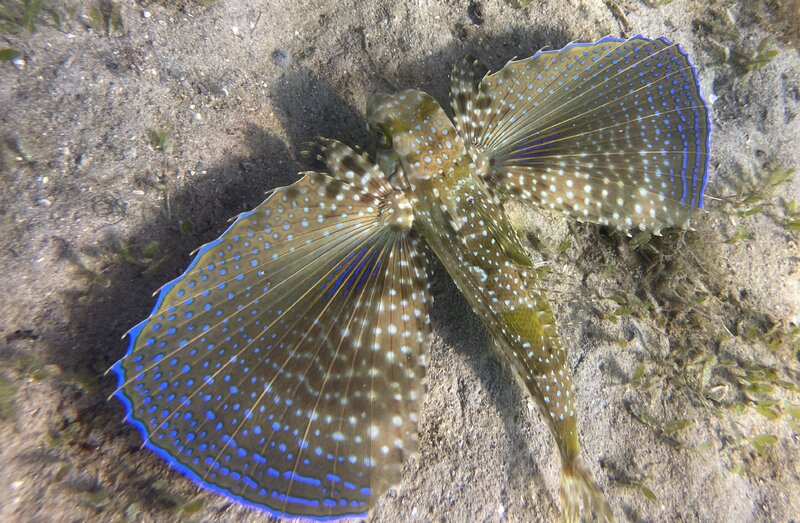 09-13-23 Flying Gurnard.jpg