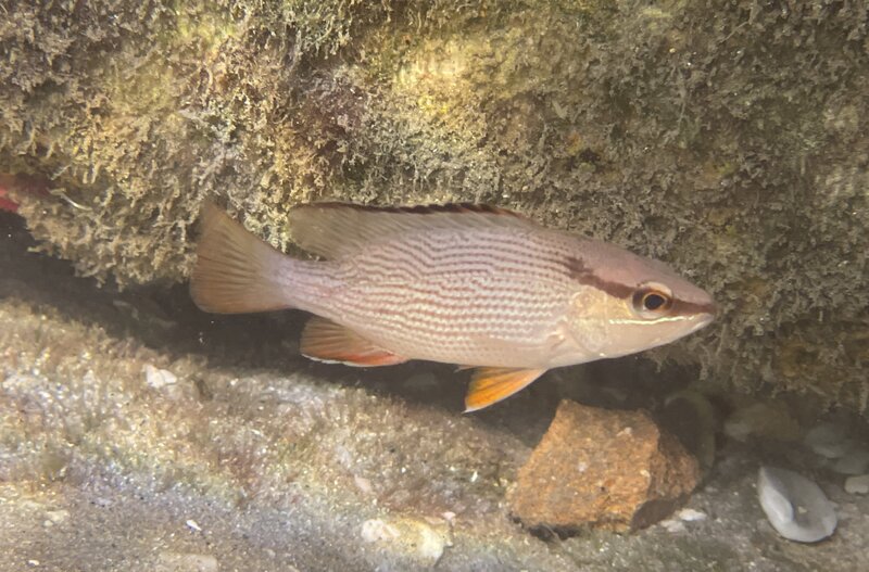 09-13-23 Gray Snapper.jpg