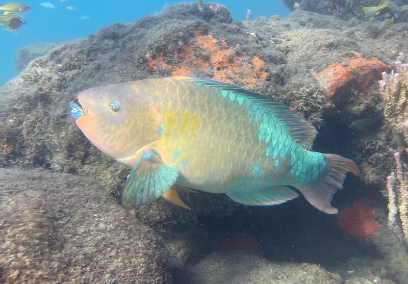 09-13-23 Rainbow Parrotfish.jpg