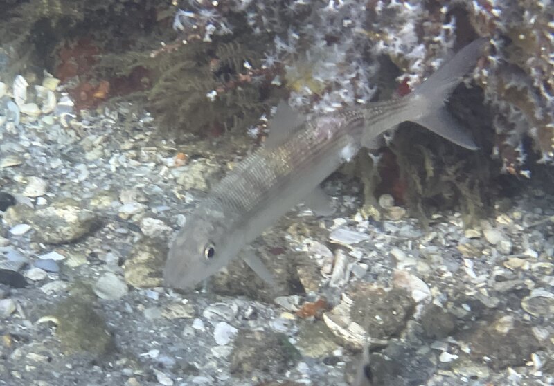 09-15-23 Bonefish.jpg