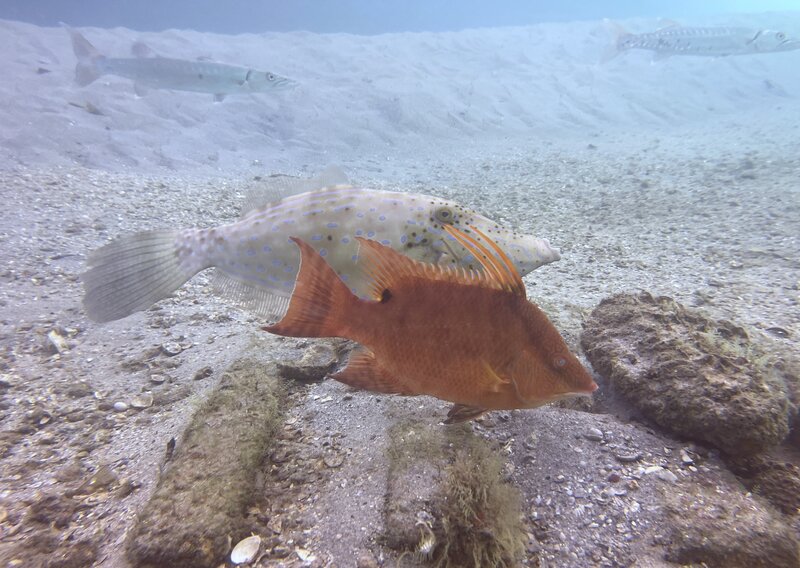 09-15-23 Scrawled Filefish and Hogfish.jpg