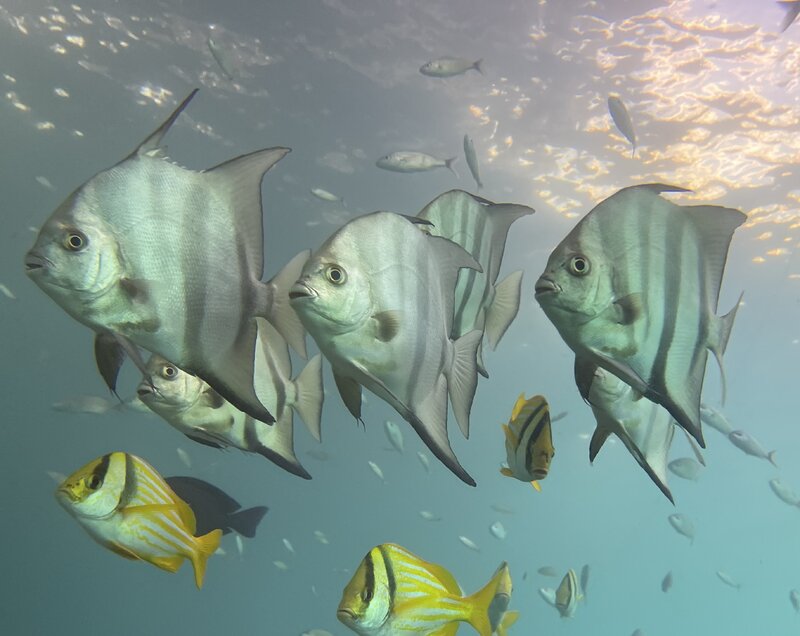 09-15-23 Spadefish.jpg