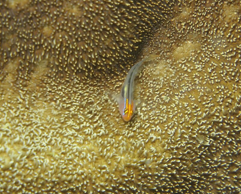 09-15-24 Redhead Goby.JPG