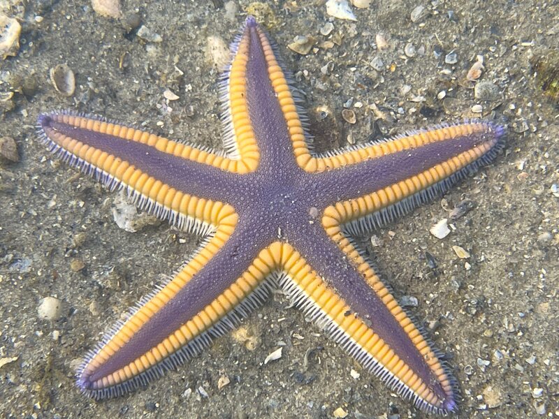 09-16-23 Flat Sea Star.jpg