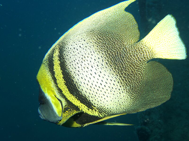 09-16-24 Cortez Angelfish.JPG