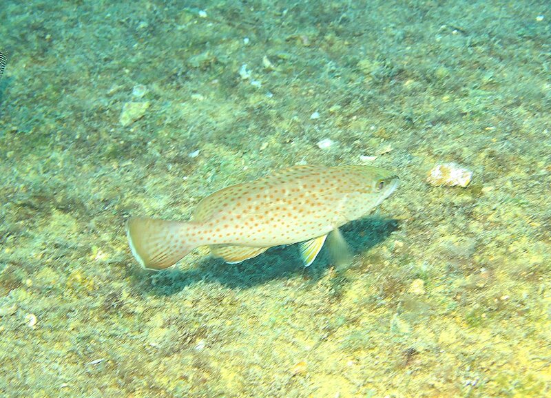 09-16-24 Leopard Grouper.JPG