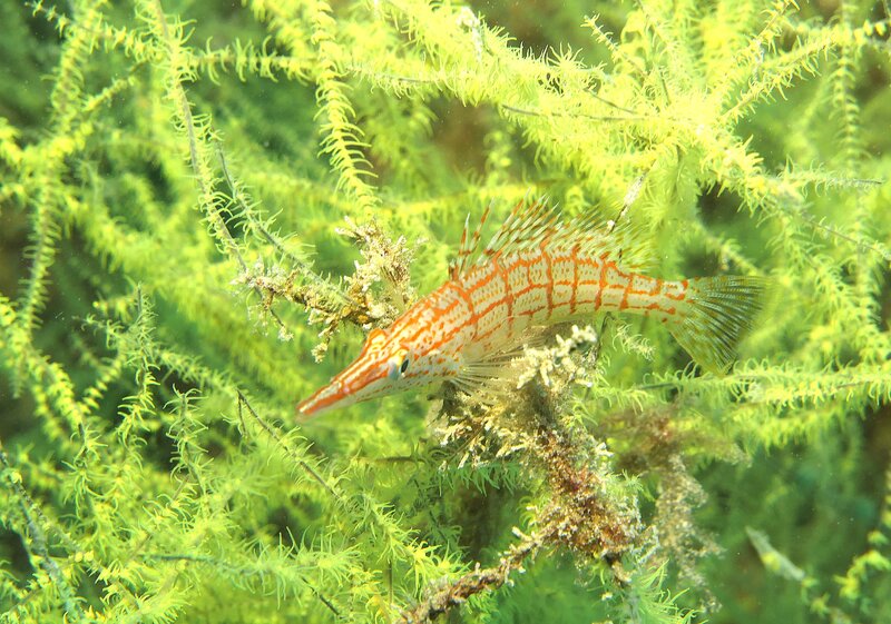 09-16-24 Longnose Hawkfish.JPG