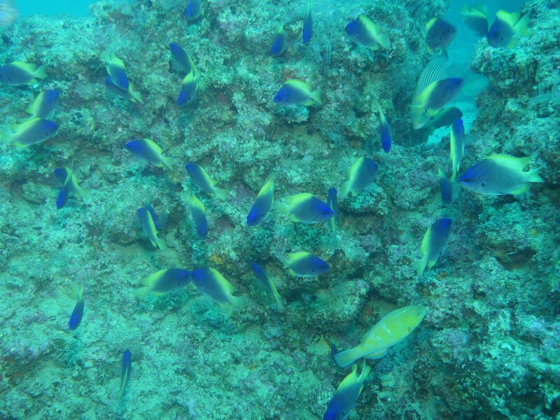 09-20-24 Blue-and-Yellow Chromis.JPG