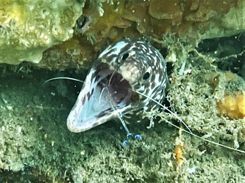 09-30-22 Spotted Moray.jpeg