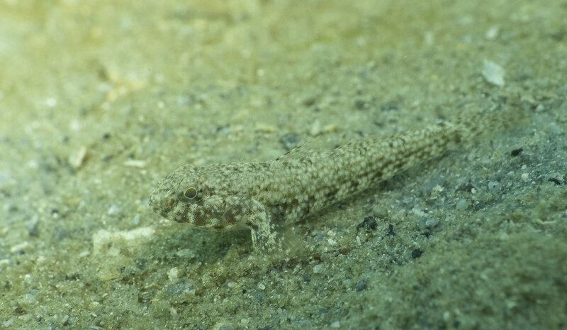 10-01-24 Frillfin Goby.jpg