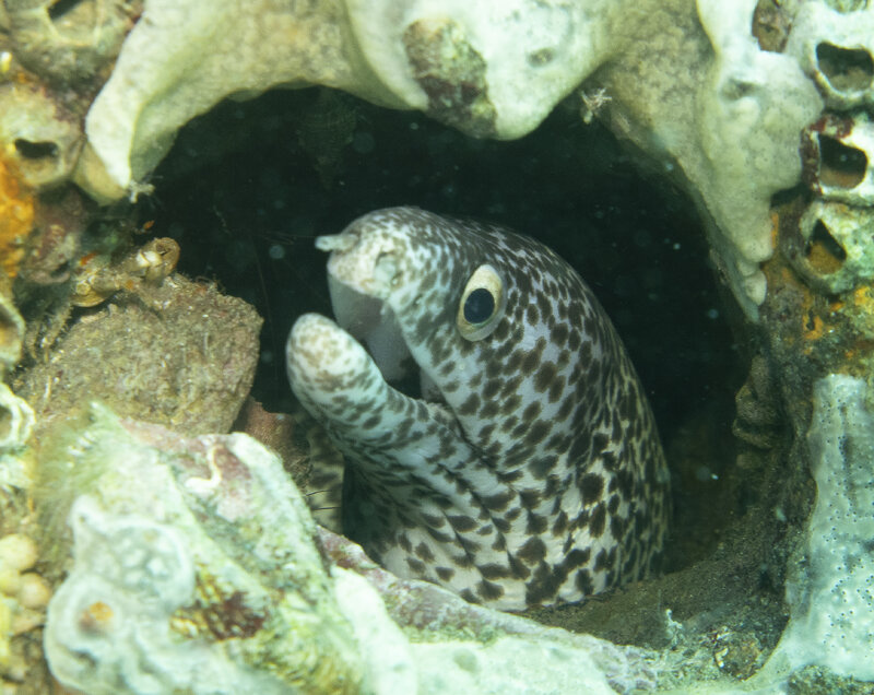 10-01-24 Spotted Moray.jpg