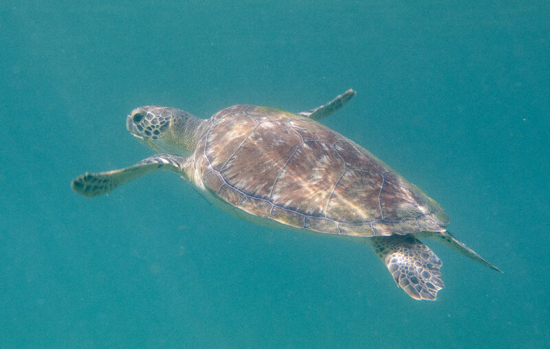 10-03-24  Green Sea Turtle.jpg