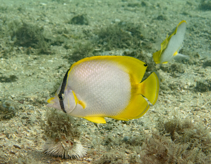 10-03-24  Spotfin Butterflyfish.jpg