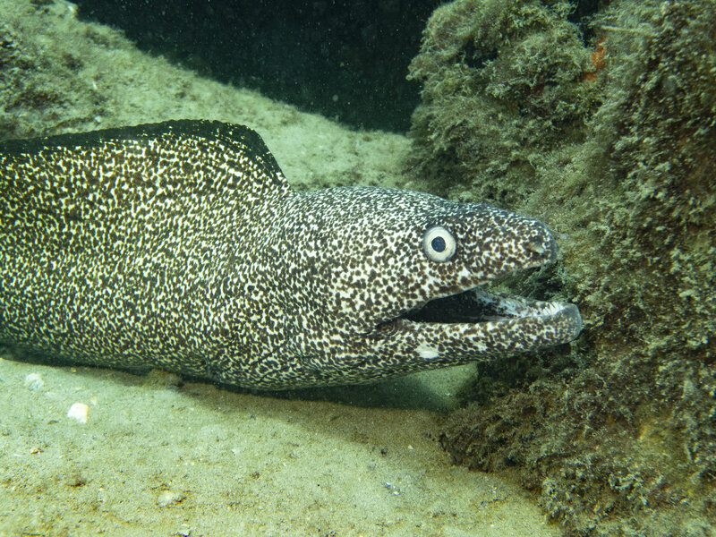 10-03-24  Spotted Moray.jpg