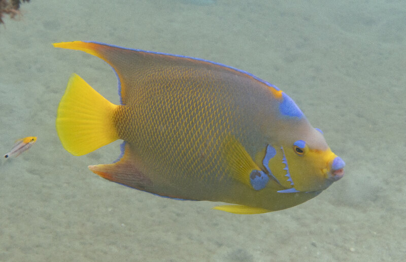 10-03-24  Townsend Angelfish.jpg