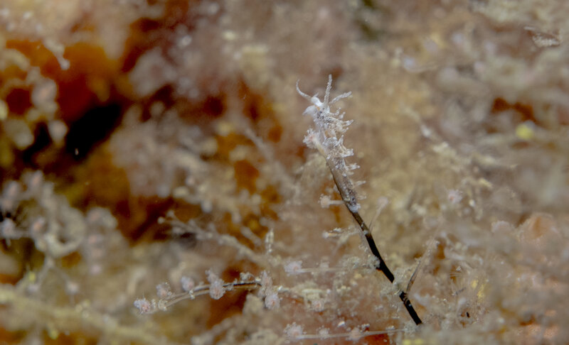 10-05-24 Christmas Tree Hydroid Nudibranch.jpg