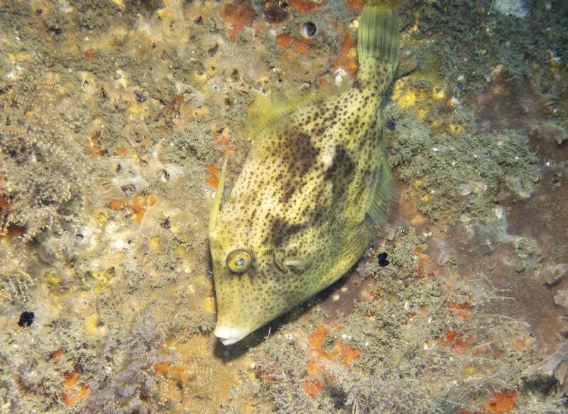 10-05-24 Planehead Filefish.jpg