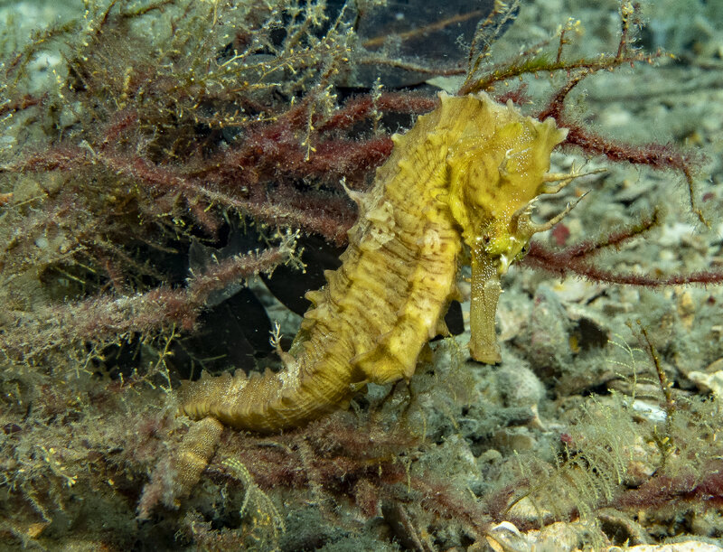 10-05-24 Seahorse.jpg