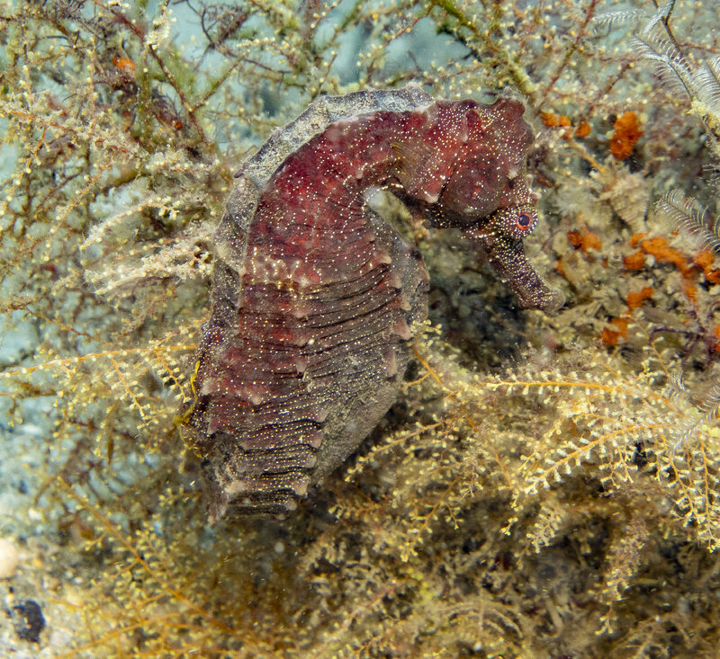 10-05-24 Seahorse1.jpg