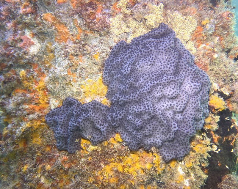 10-07-23 Tunicate.jpg