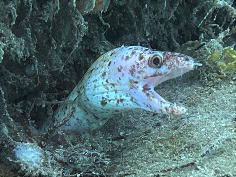 10-11-22 Pale Spotted Moray.jpeg