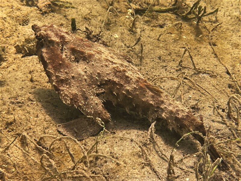 10-11-22 Shortnose Batfish.jpeg