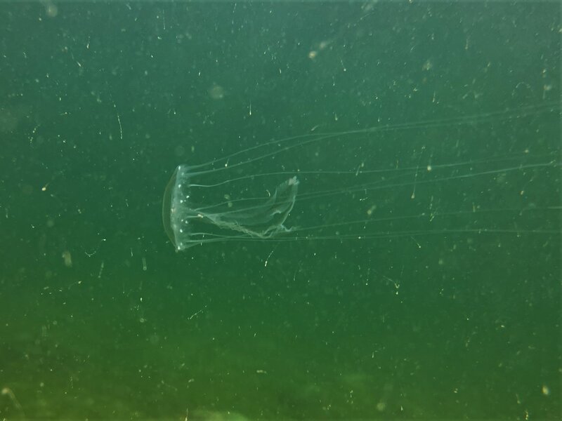 10-11-22 Unidentified Jellyfish.jpeg