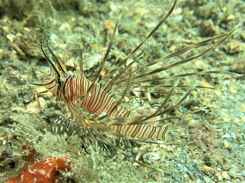 10-12-22 Lionfish.jpeg