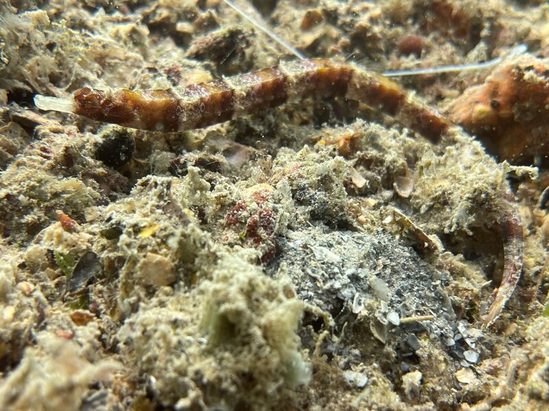 10-12-22 Whitenose Pipefish.jpeg