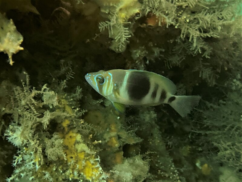 10-14-22 Barred Hamlet (Caribbean).jpeg