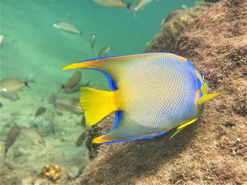 10-14-22 Queen Angelfish.jpeg