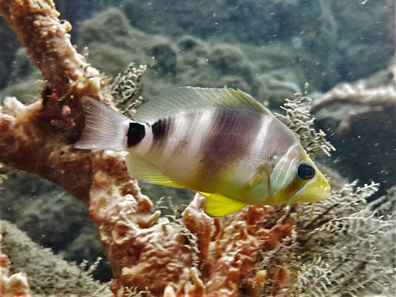 10-15-22 Barred Hamlet.jpeg