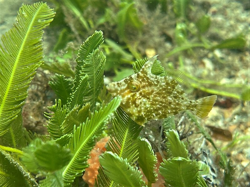 10-15-22 Pygmy Filefish.jpeg