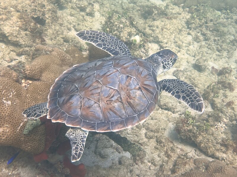 10-21-23 Green Sea Turtle.jpg