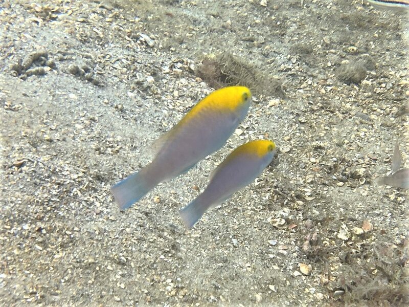 10-23-21 Blue Parrotfish .jpeg