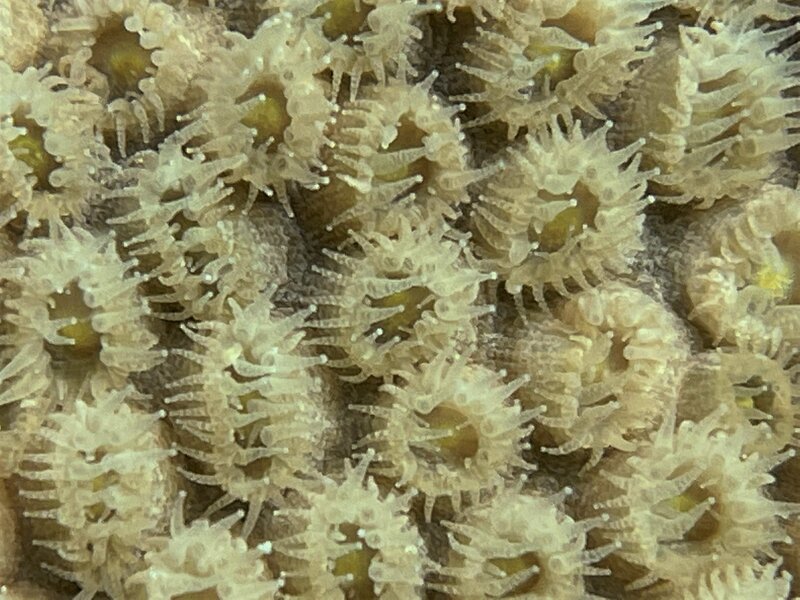 10-25-22 Coral Polyps.jpeg