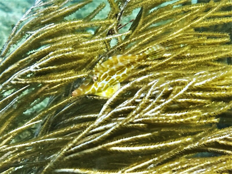 10-25-22 Slender Filefish.jpeg