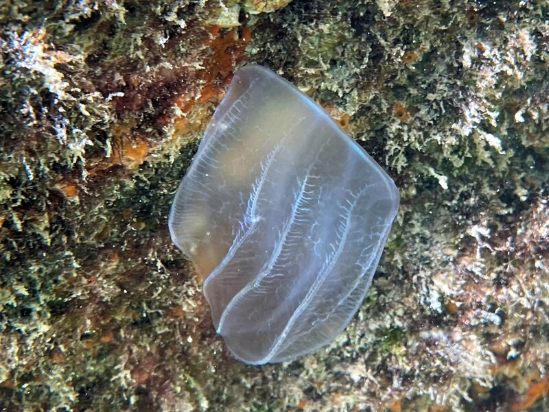 10-26-22 Brown Comb Jelly1.jpeg