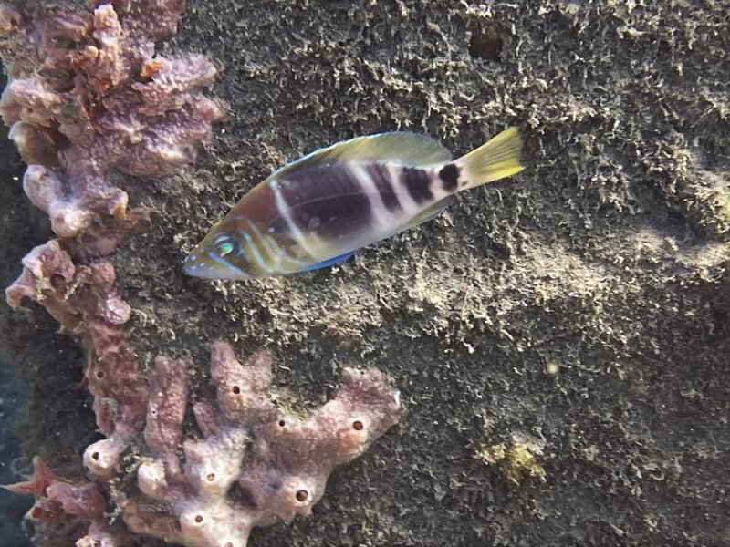 10-28-22 Caribbean Barred Hamlet.jpeg